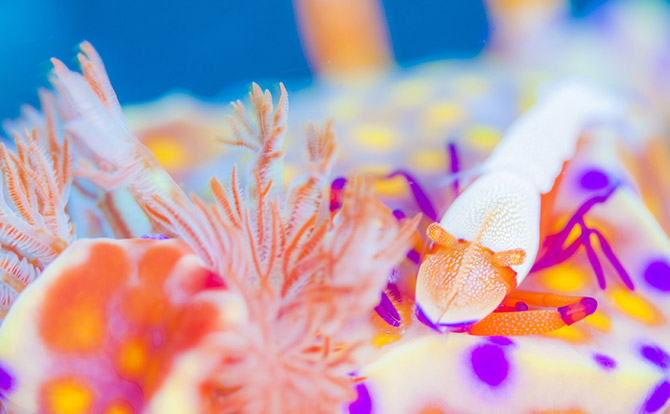 人気の水中写真に特化