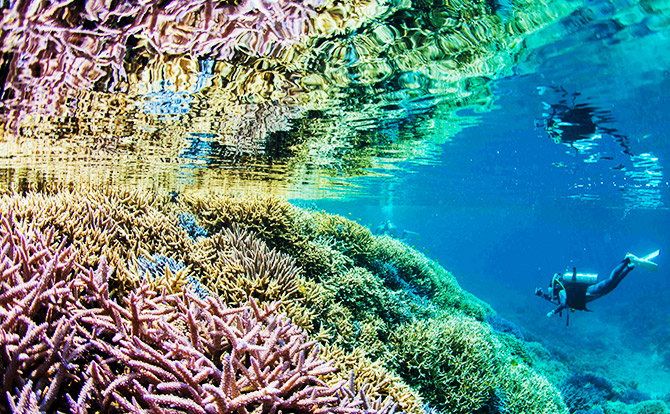 サンゴ礁とダイバー