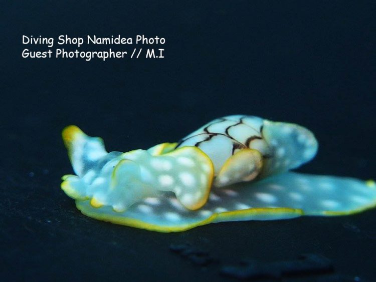 コンシボリガイ