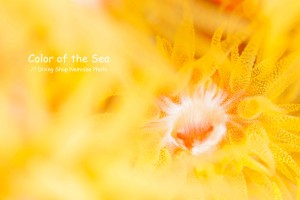 カラフルな海の生き物