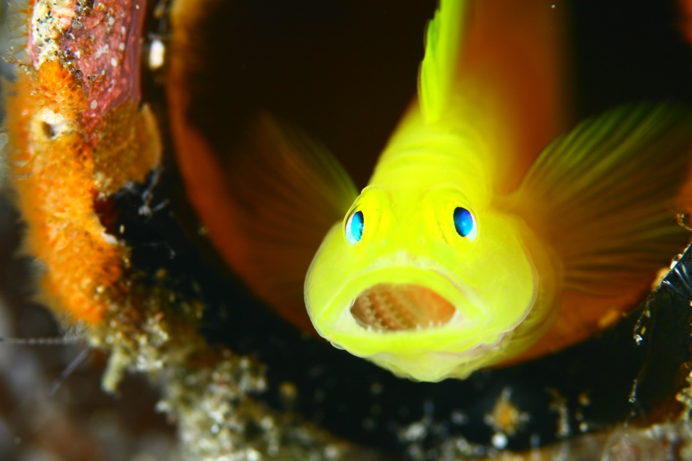カラフルな海の生き物