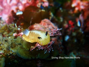 ゴマフビロードウミウシのイエローバージョン