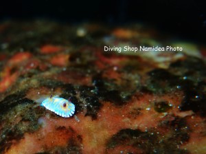 ボブサンウミウシ