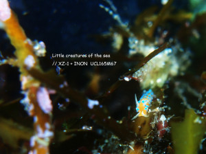 クロモウミウシ