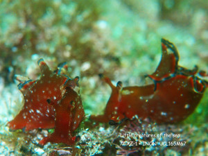 クロヘリアメフラシ