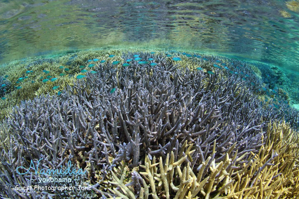 サンゴ満喫ツアー