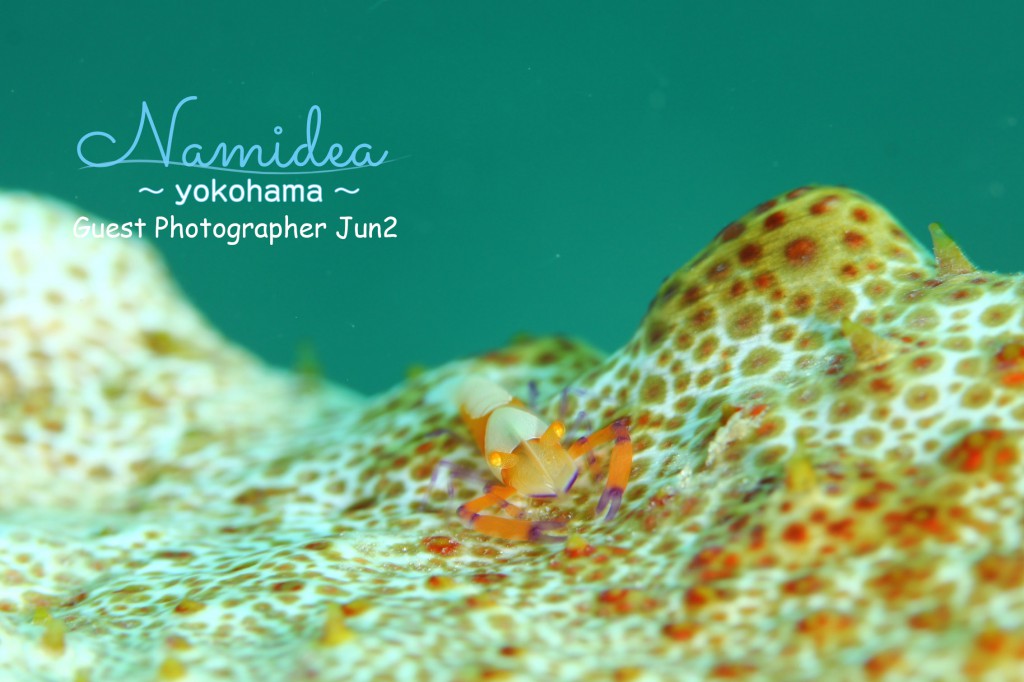 ウミウシカクレエビ