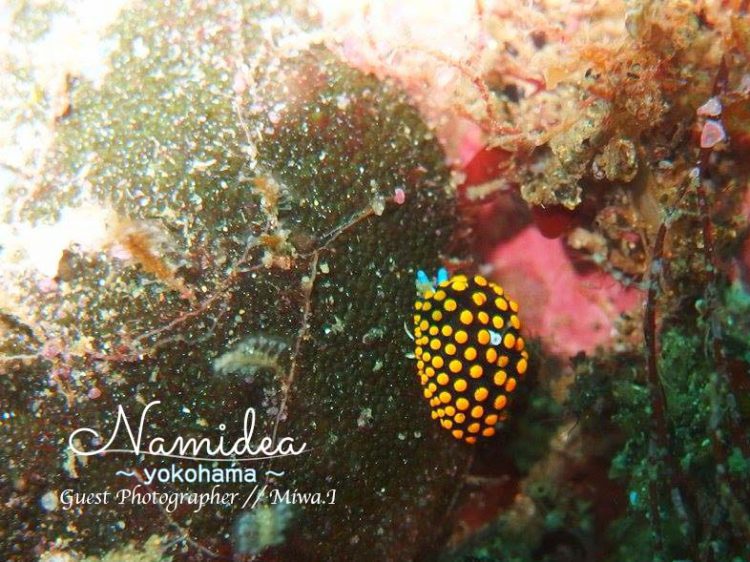 テントウウミウシ