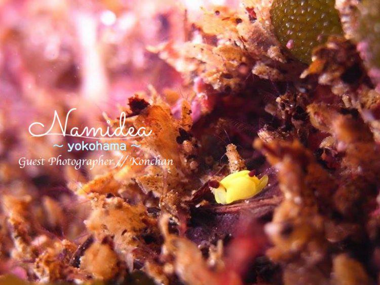 北川のウミウシ