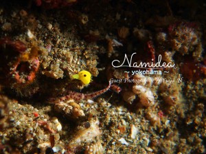 キイロウミコチョウ