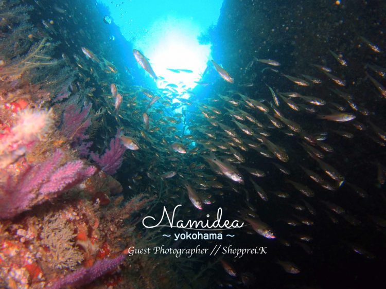 イシモチの群れ