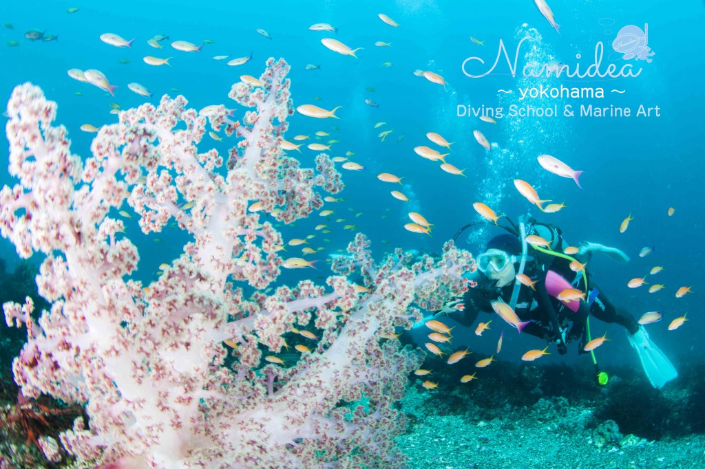 キンギョハナダイ