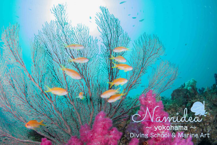 キンギョハナダイの群れ