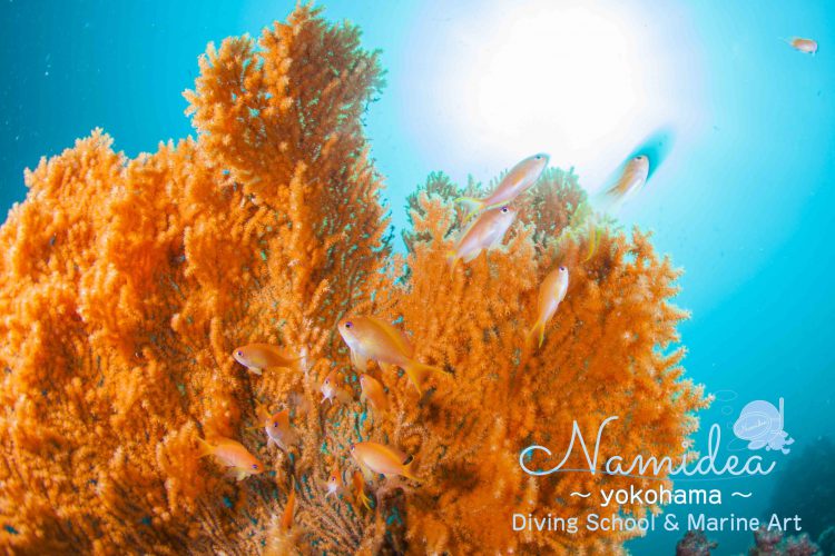 カラフルなソフトコーラル