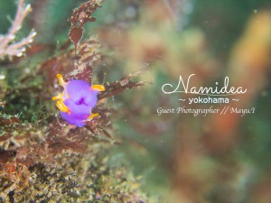 ハナイロウミウシ