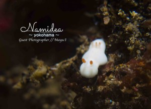 シロウサギウミウシ