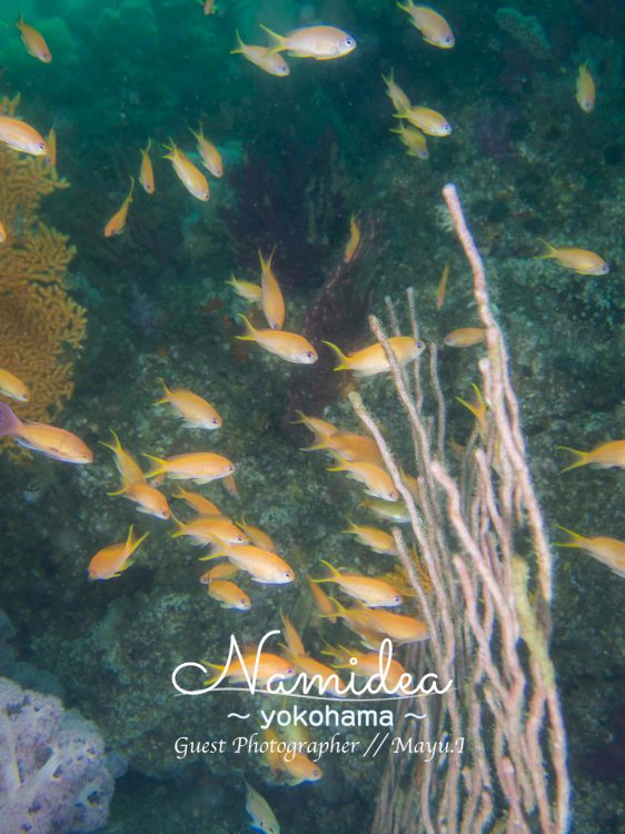 キンギョハナダイ