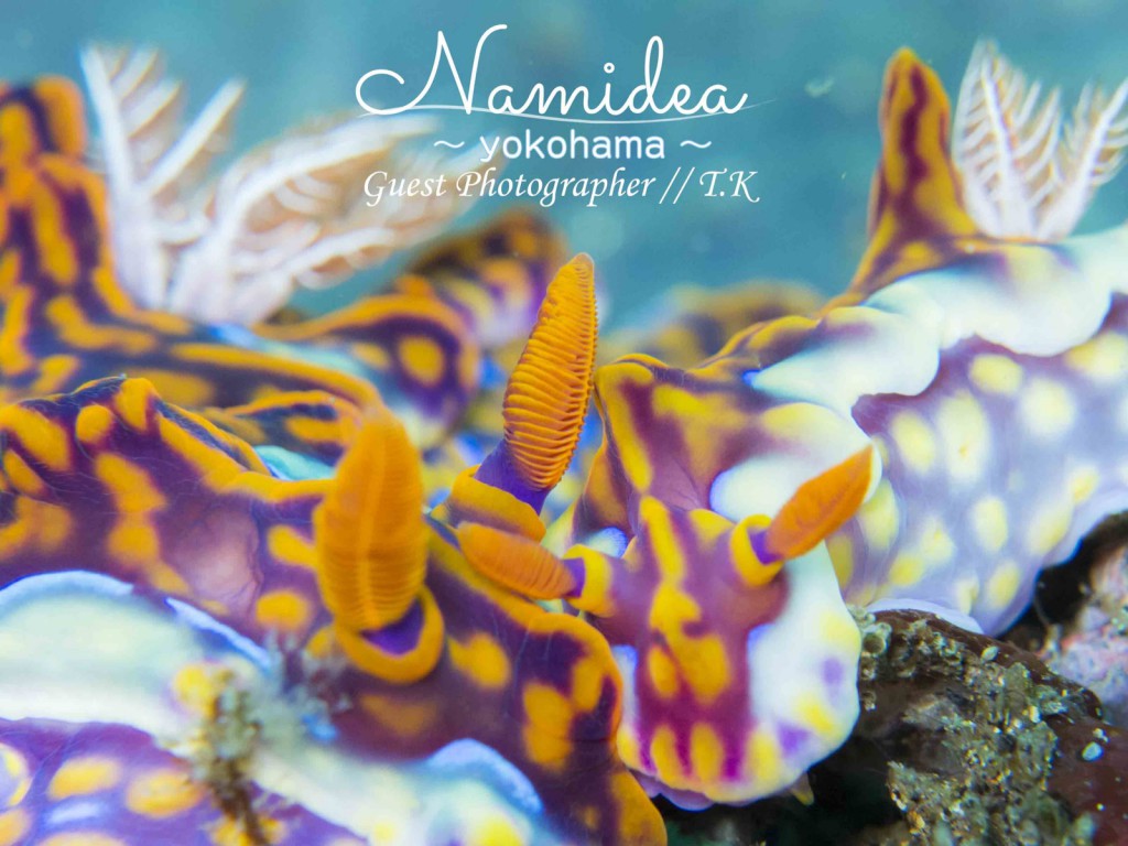 ミアミラウミウシは何と2個体