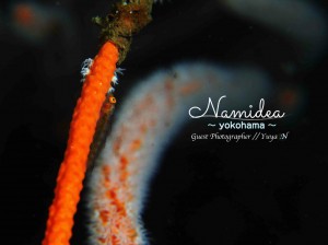 イソバナカクレエビ