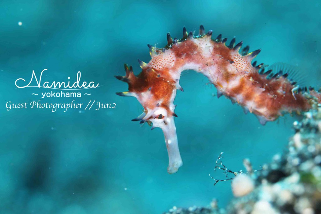 スーパーポイント秋の浜にはイバラタツも登場