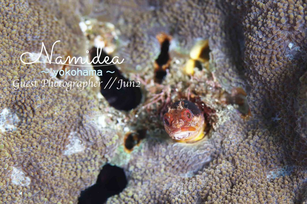 定番のギンポも登場