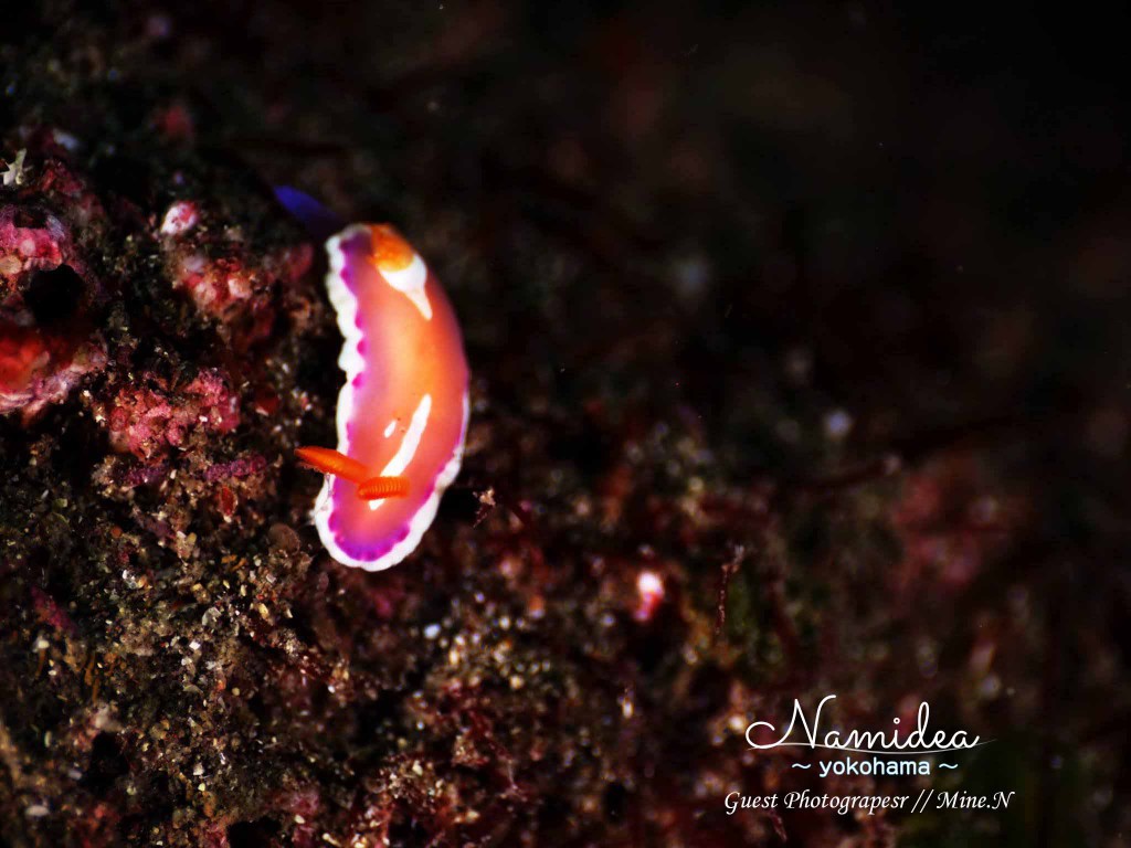 アラリウミウシ