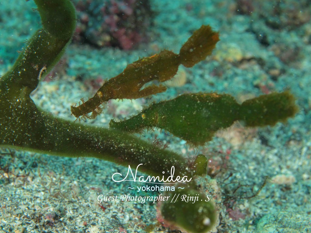 不思議な海の生き物