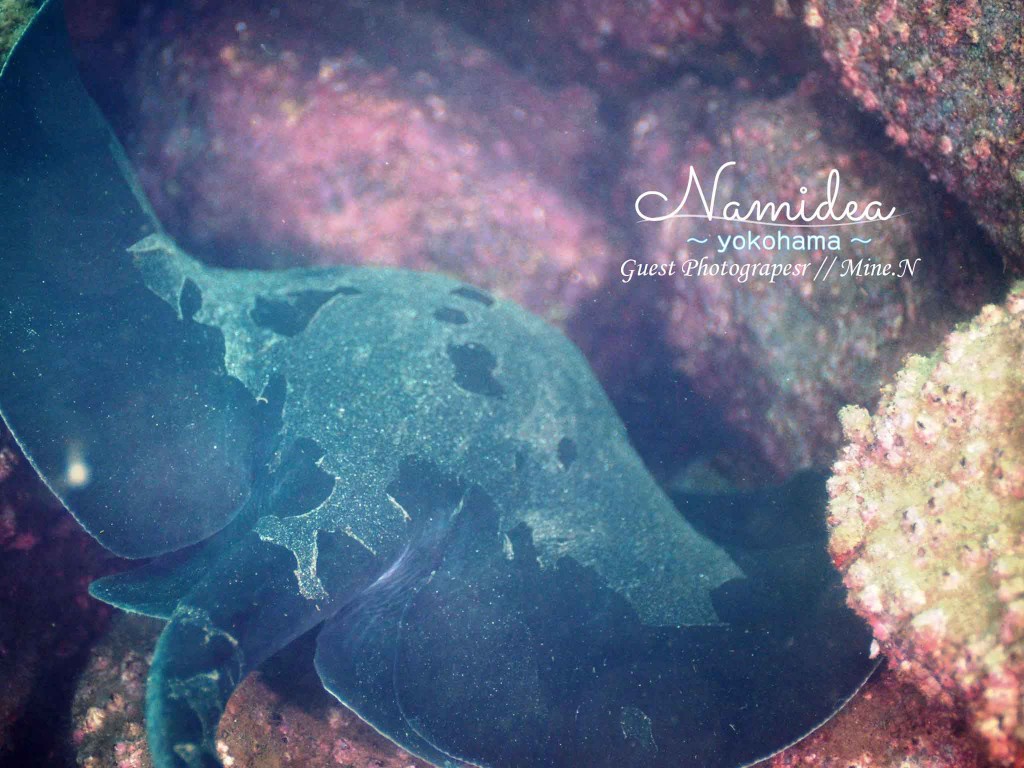 潜降直後にはウシエイ