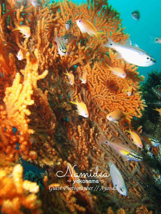 キンギョハナダイとイシモチの群れ