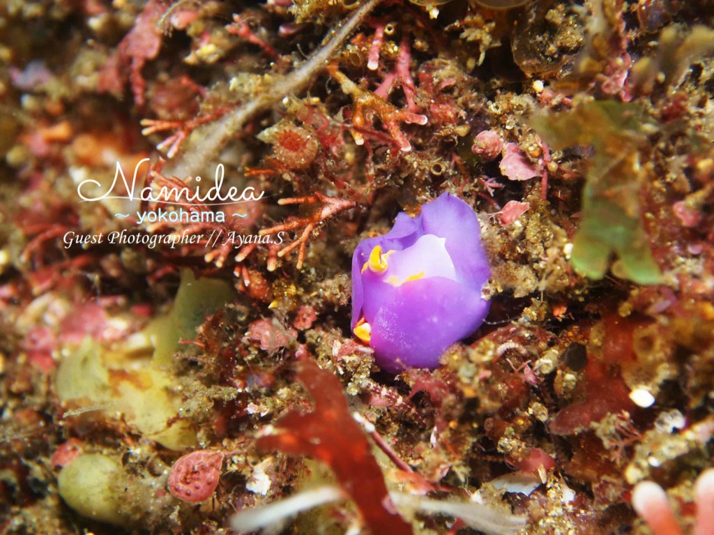 ムラサキウミコチョウ