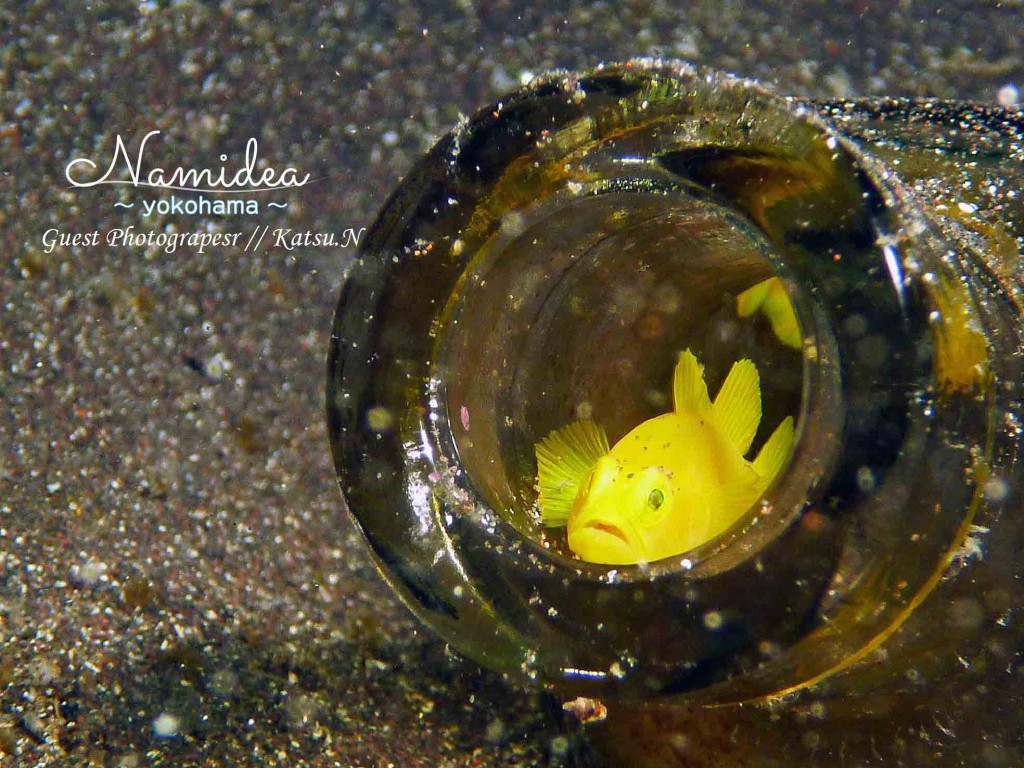 大瀬崎の湾内と言えばミジンベニハゼ