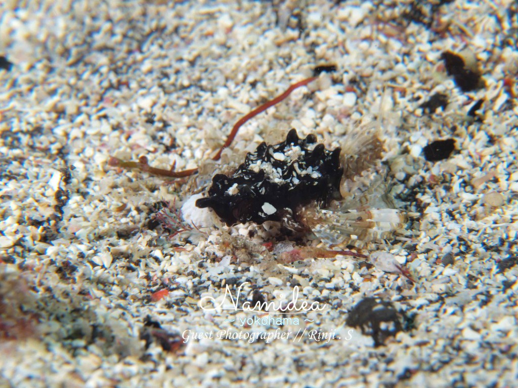 可愛い海の生き物