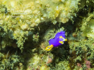 ムラサキウミコチョウ