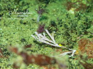 キイロウミコチョウ