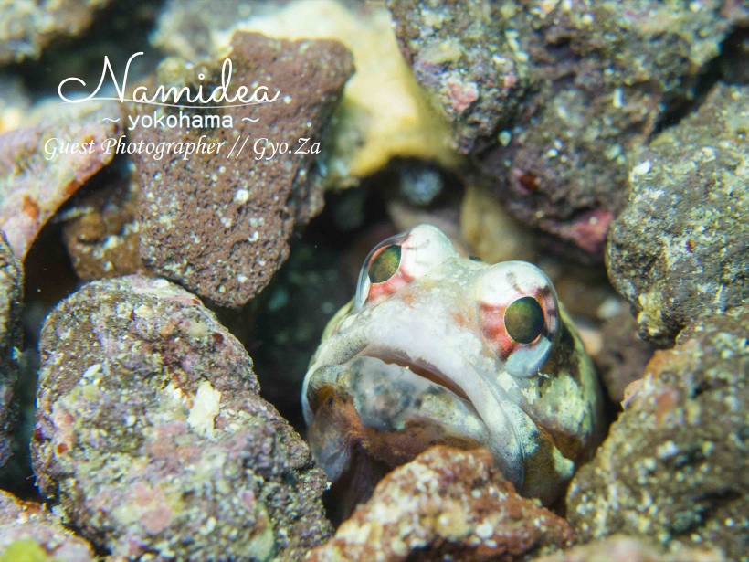 初島では名物ジョーフィッシュ