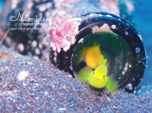 ミジンベニハゼ