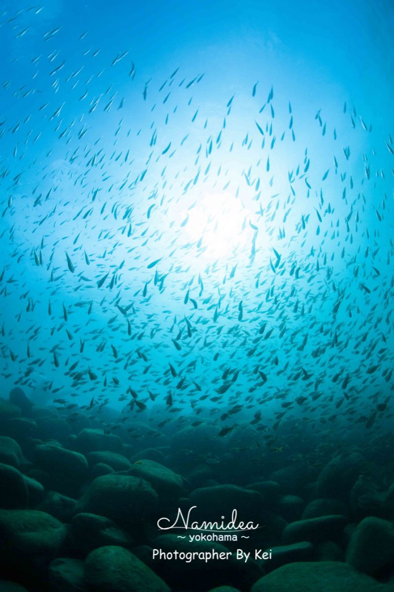 西伊豆 井田の魚の群れ