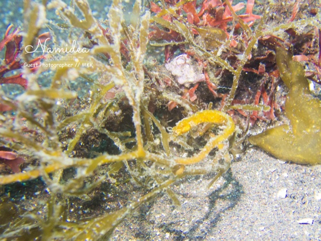 ロープと海藻に隠れるタツノイトコ