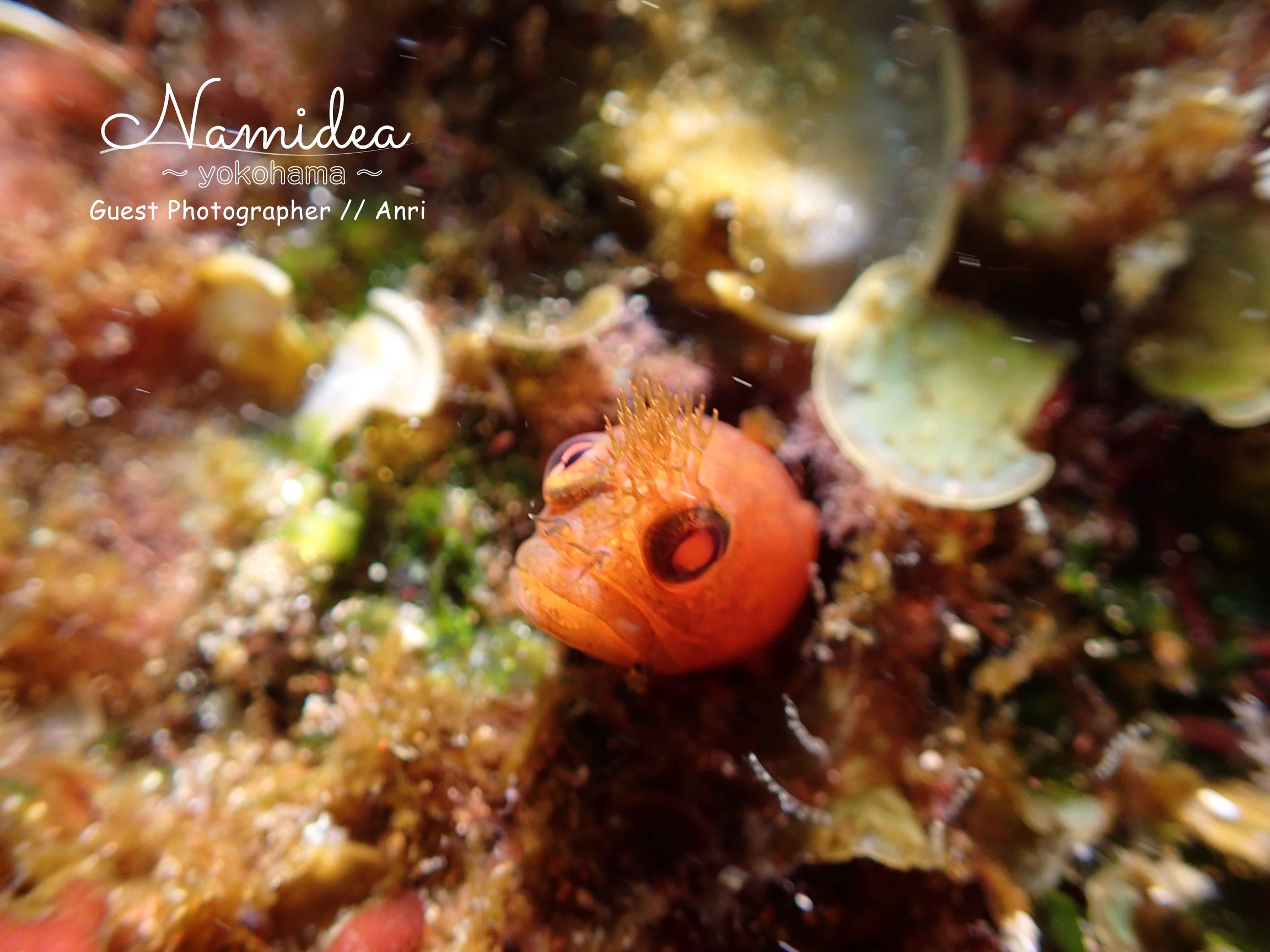 ギンポに大接近