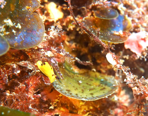 浮島のウミウシ