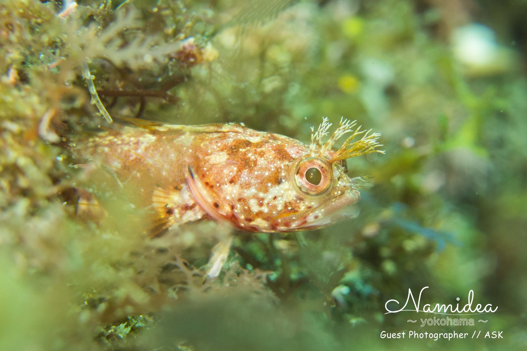 大瀬崎の水中写真
