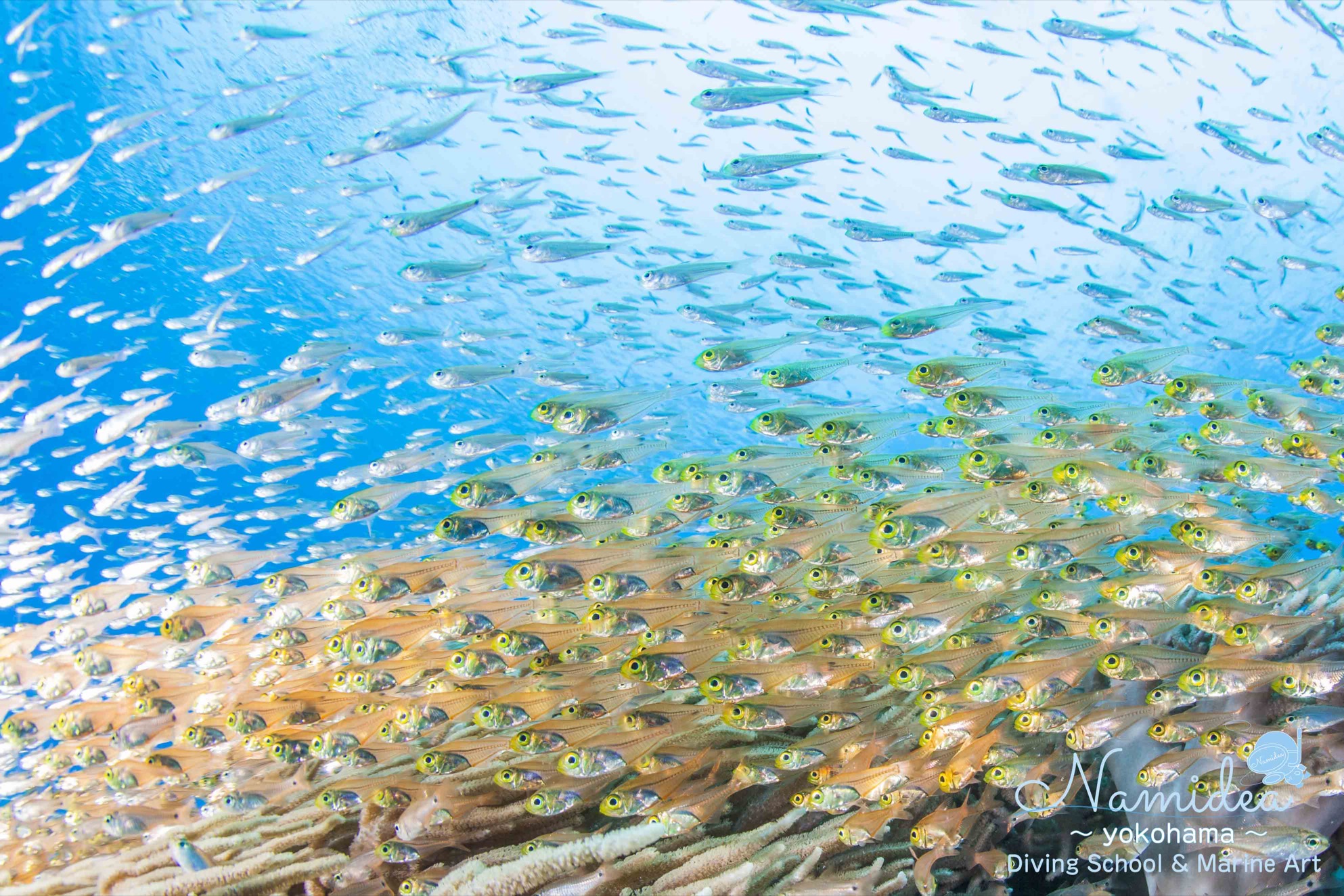 Namidea 沖縄の魚の群れ