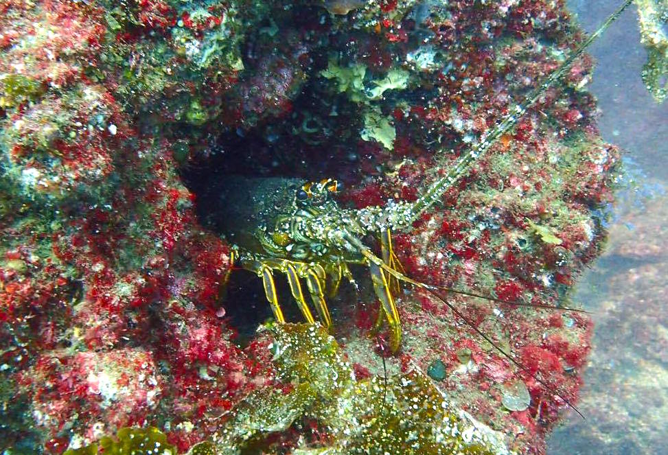 田子の伊勢エビ