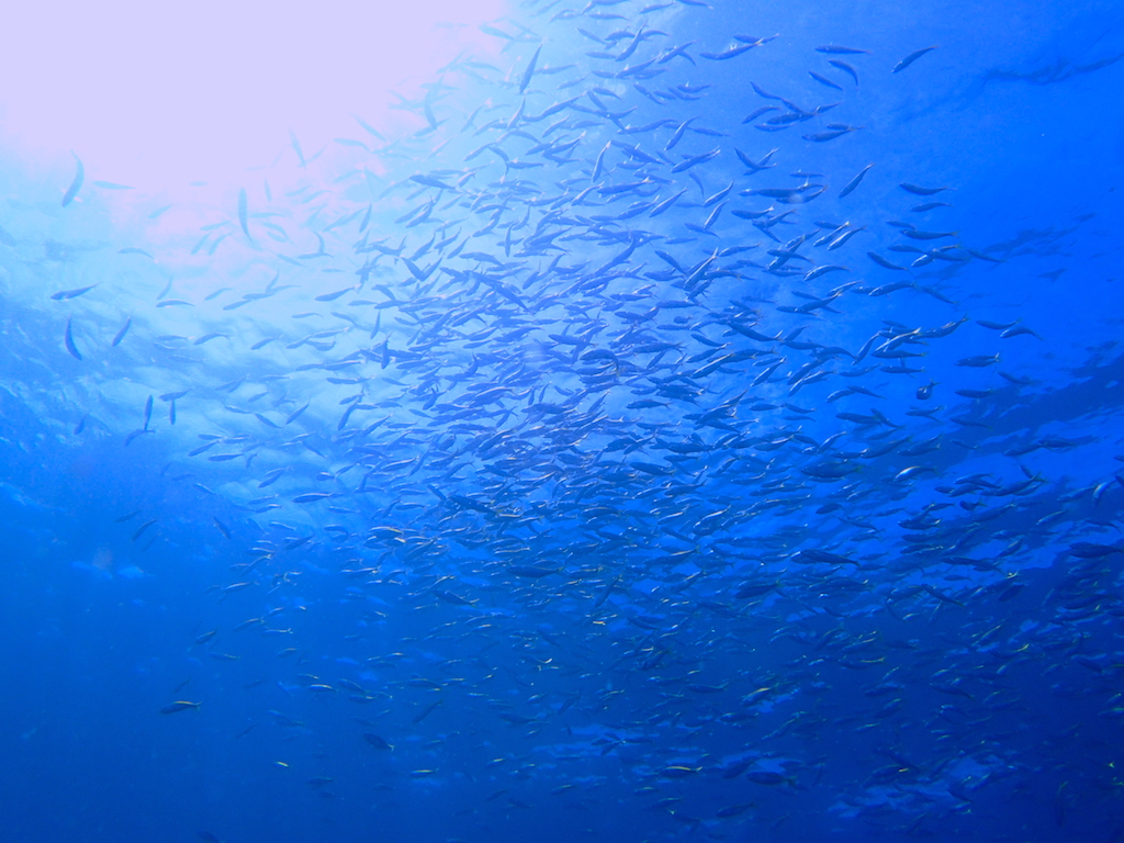 青い海と魚の群れ