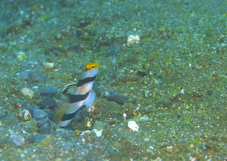海の生物