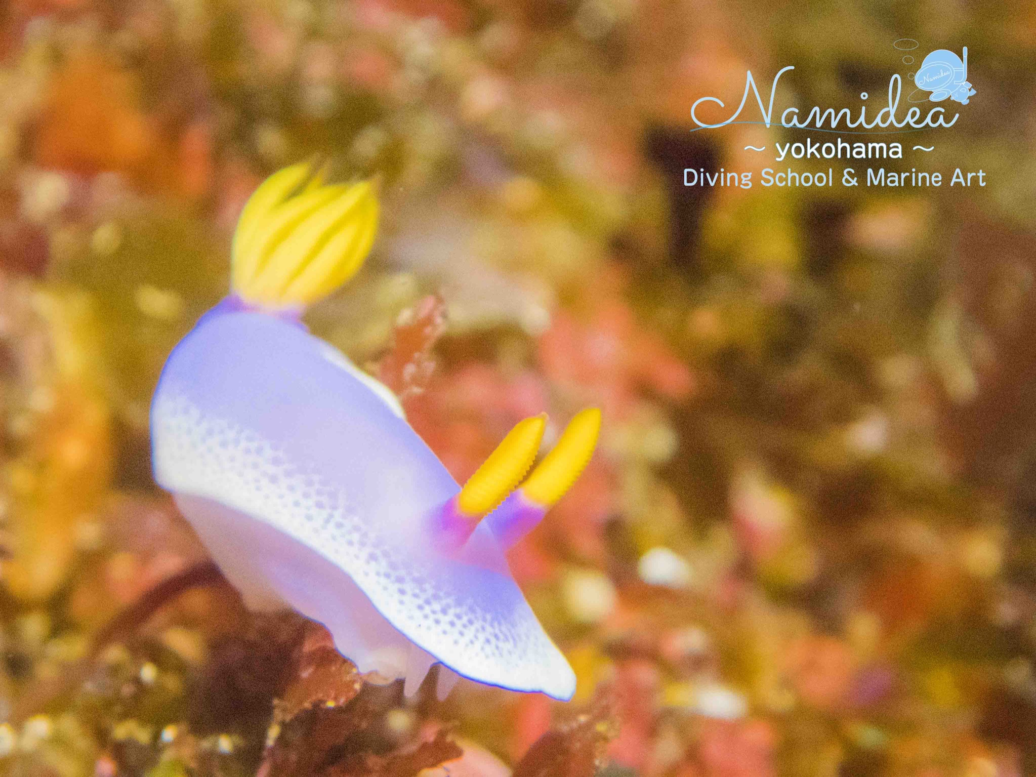 シンデレラウミウシ