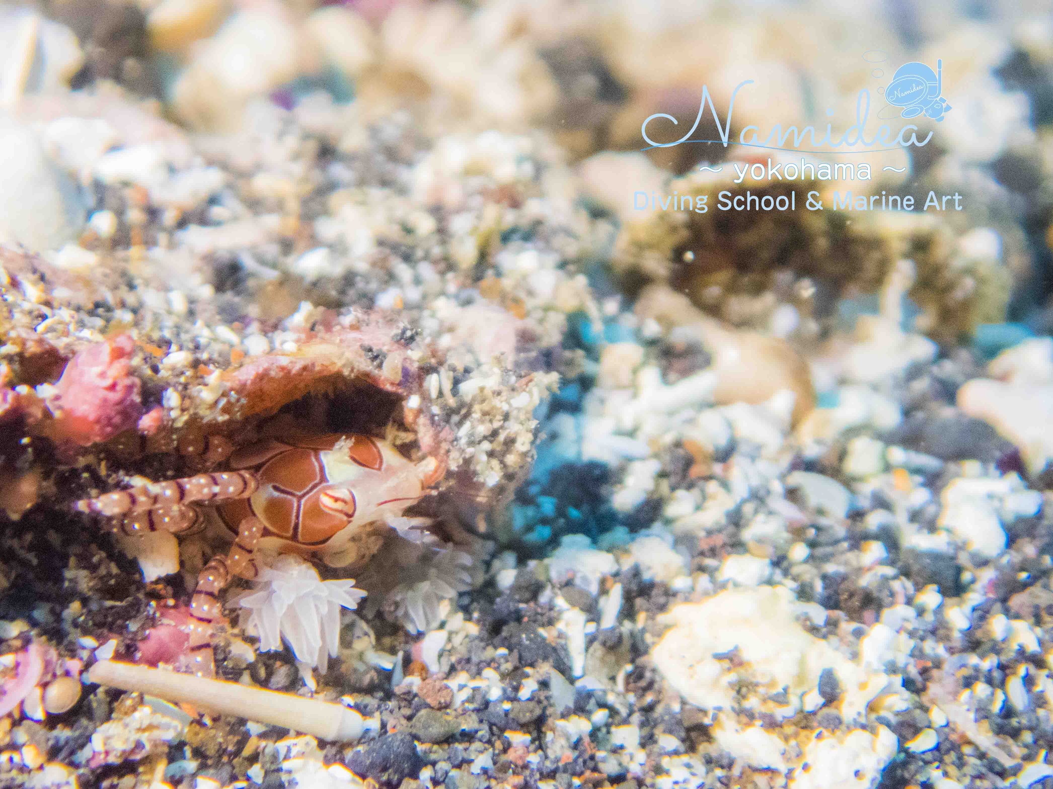 キンチャクガニ