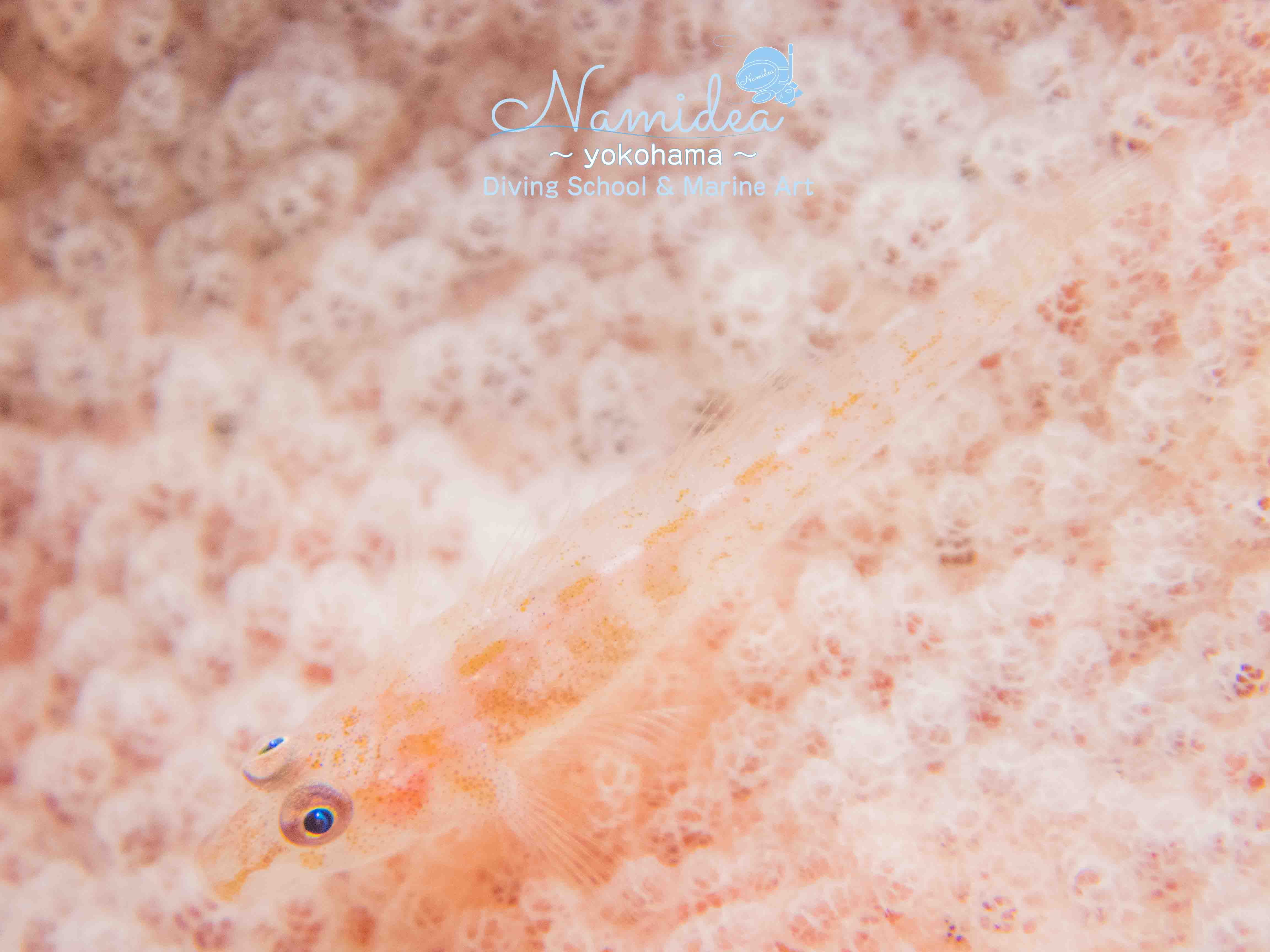 可愛い海の生き物