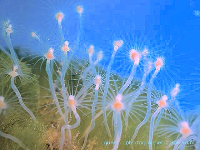 水中で撮ったとは思えない景色