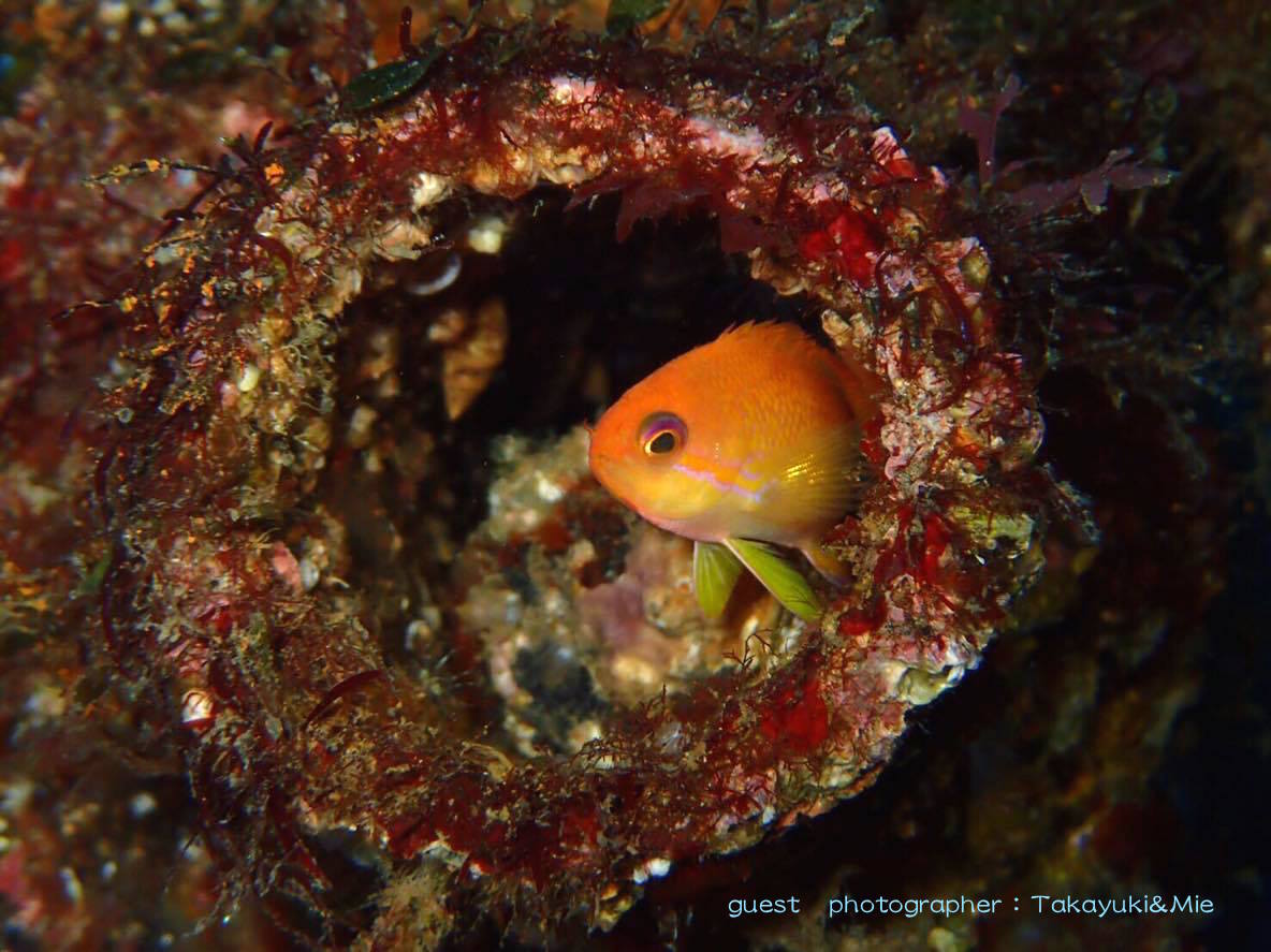 海の生き物